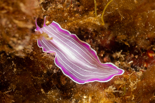 Pink Flatworm, Cala Margarida, Palamós, photo 5 of 10
