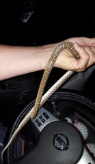 Arizona elegans elegans