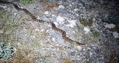 Arizona elegans elegans