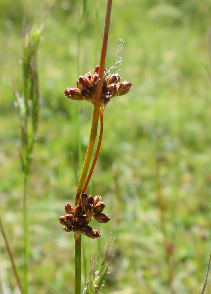 Juncus distegus (Juncus distegus)