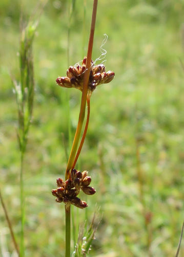 Juncus distegus (Juncus distegus)