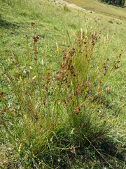Juncus distegus