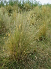 Festuca novae-zelandiae
