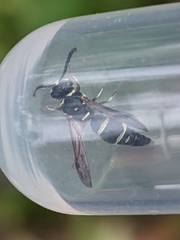 Parancistrocerus minimoferus