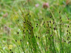 Oreojuncus monanthos