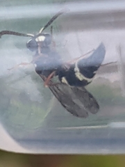Parancistrocerus minimoferus