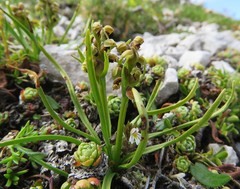 Chamorchis alpina