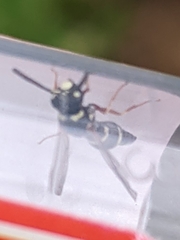 Parancistrocerus minimoferus