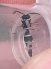 Parancistrocerus minimoferus