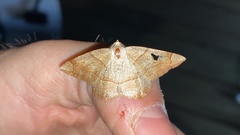 Endropiodes indictinaria