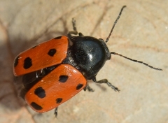 Cryptocephalus primarius
