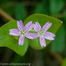 Claytonia sibirica - Photo (c) M. Goff,  זכויות יוצרים חלקיות (CC BY-NC-SA), uploaded by M. Goff