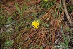 Leontodon longirostris