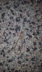 Arizona elegans elegans