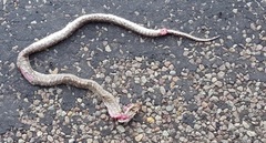 Arizona elegans elegans