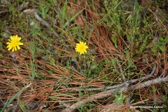 Leontodon longirostris