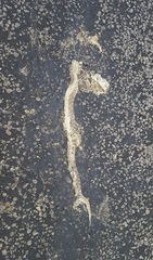 Arizona elegans elegans