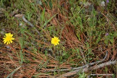 Leontodon longirostris