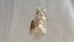 Calliteara pseudabietis