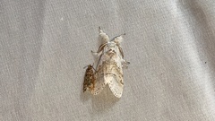 Calliteara pseudabietis