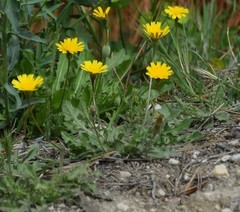 Leontodon longirostris