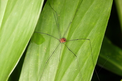 Holcobunus nigripalpis