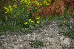 Leontodon longirostris