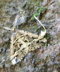 Pseudocoremia melinata