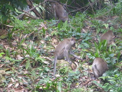 Macaca fascicularis