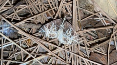 Evecliptopera illitata