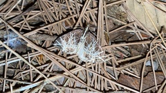 Evecliptopera illitata