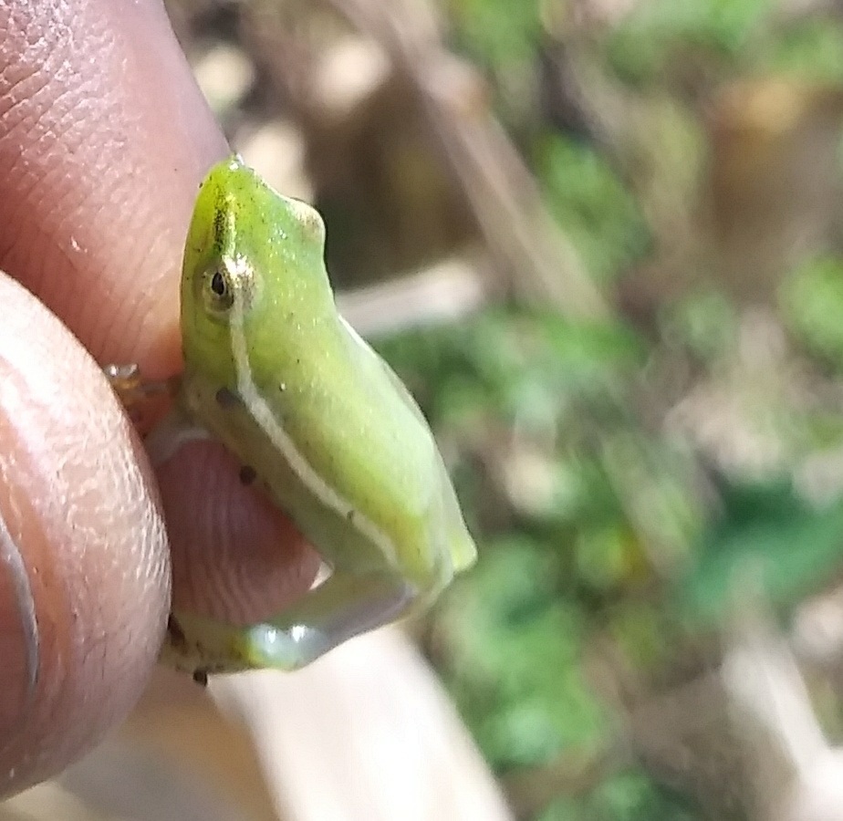 Rwanda Long Reed Frog