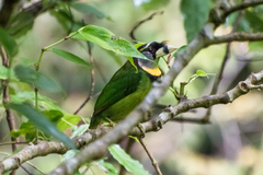 Psilopogon pyrolophus