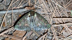 Dindica virescens