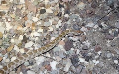 Arizona elegans elegans