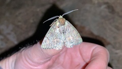 Dindica virescens