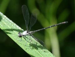 Austroargiolestes calcaris