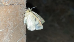Dindica virescens