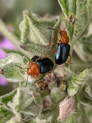 Podagrica fuscicornis