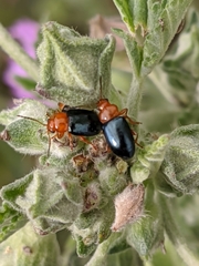 Podagrica fuscicornis