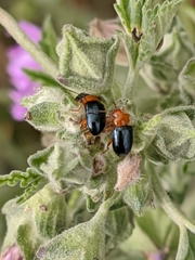 Podagrica fuscicornis