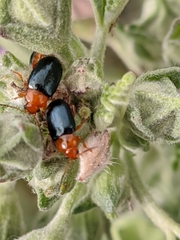 Podagrica fuscicornis