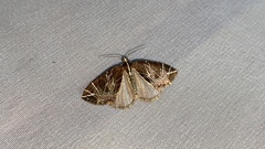 Evecliptopera illitata