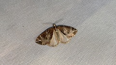 Evecliptopera illitata