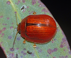 Paropsisterna vittata