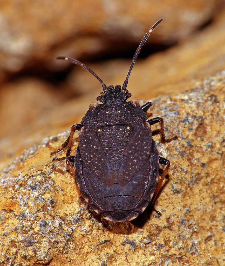 Diemeniini