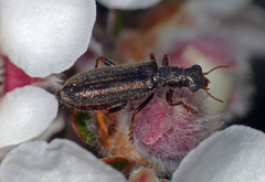 Lemidia subaenea