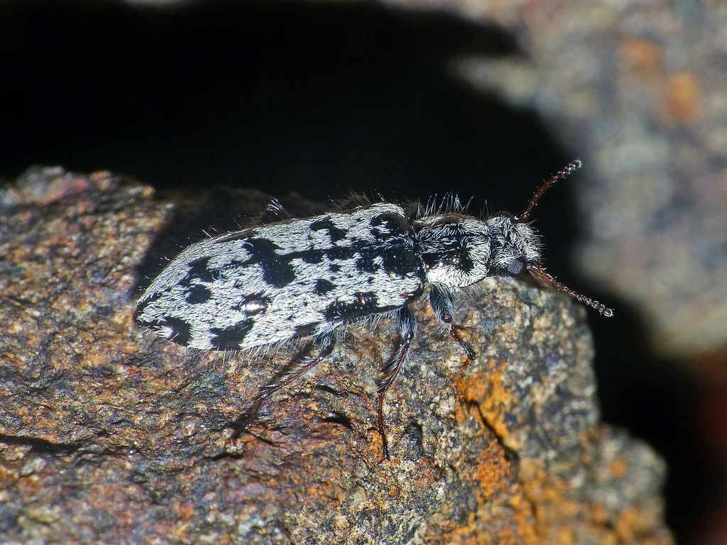 Leaus tasmanicus