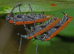 Rhinotia haemoptera