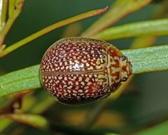 Paropsisterna decolorata